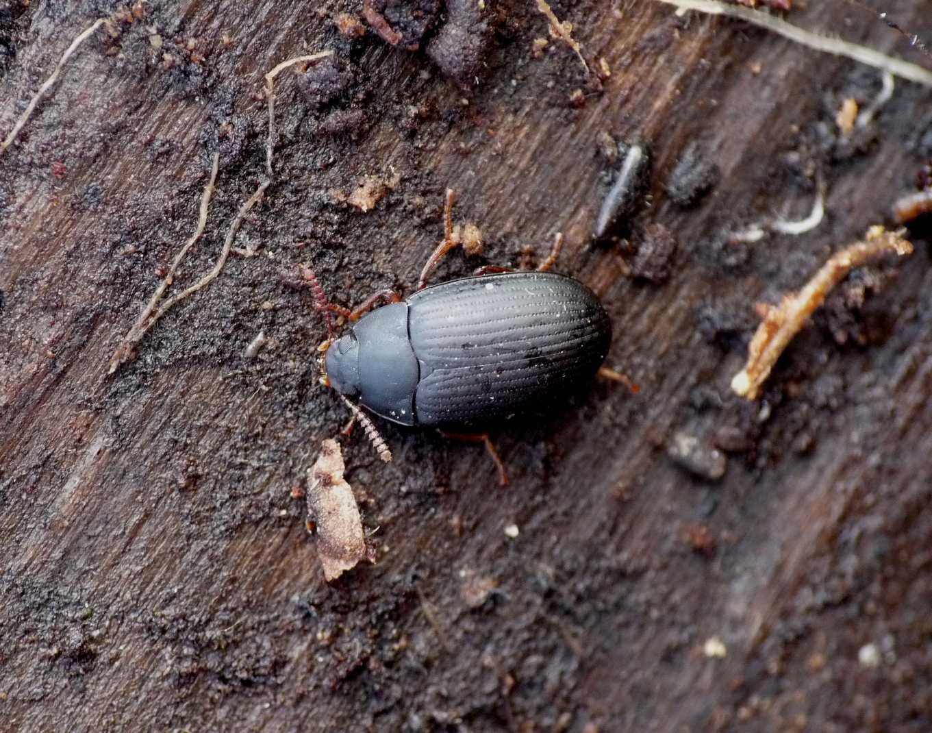 Tenebrionide da determinare: Platydema europaeum
